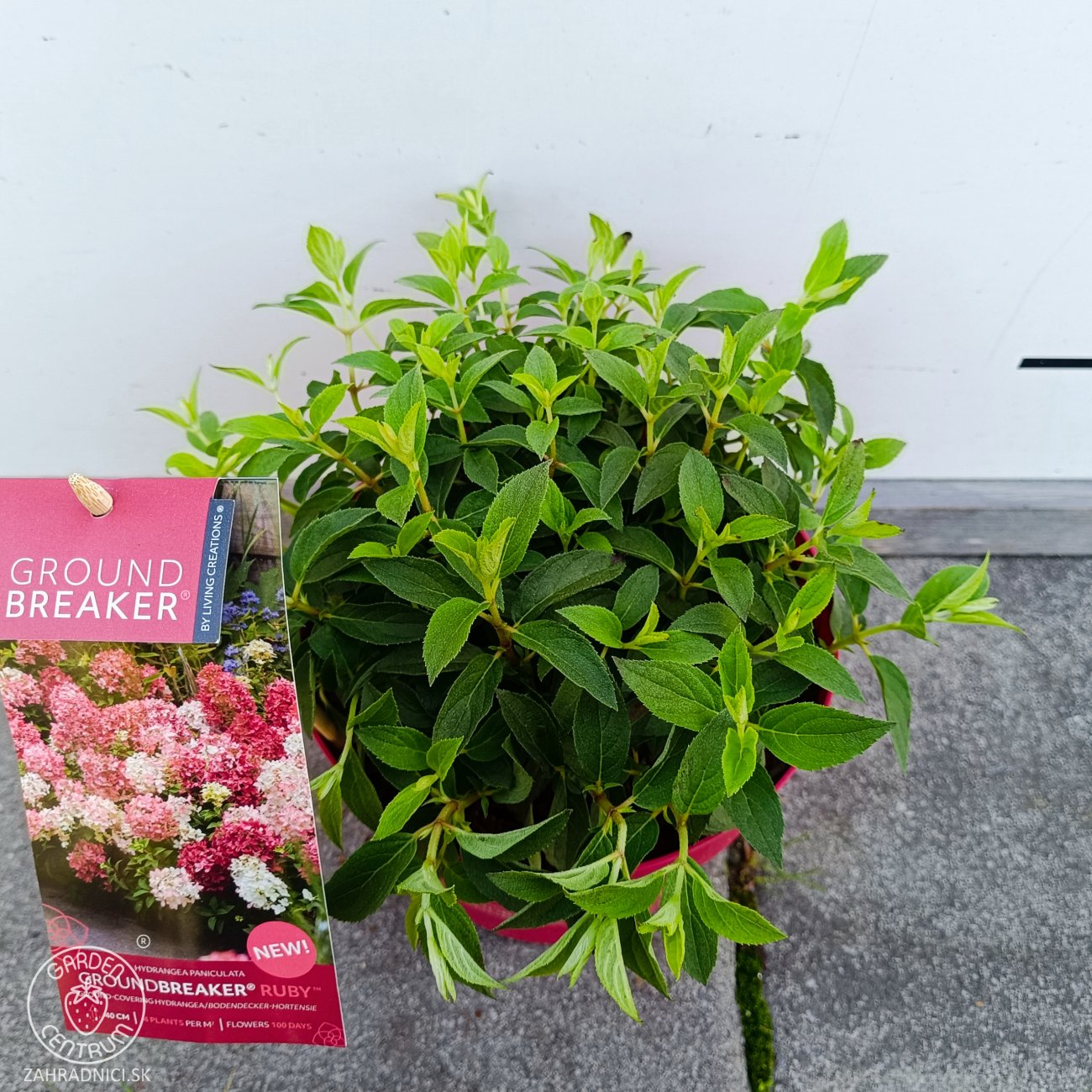 Obrázok Hortenzia metlinatá (Hydrangea paniculata) ´GROUNDBREAKER® RUBY´ by LIVING CREATIONS®´ - výška 10-20 cm, kont. C3L